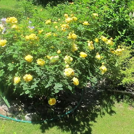 Tatil Evi Blonay Holiday Apartments