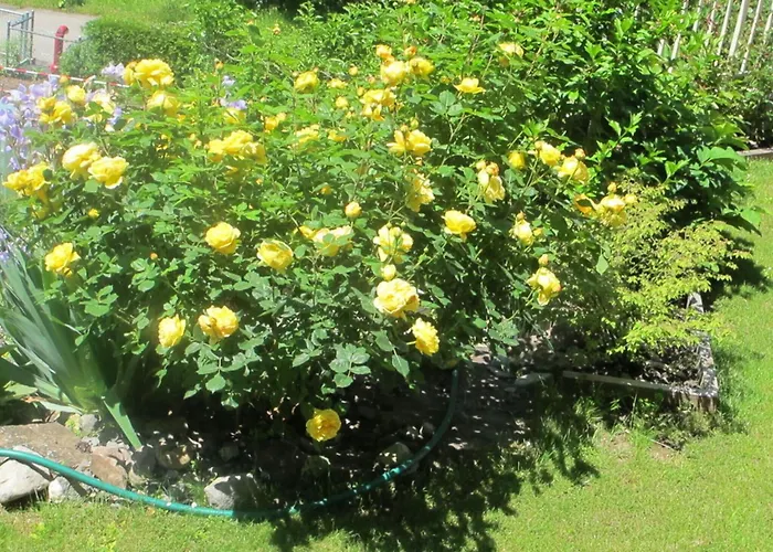 Blonay Holiday Apartments